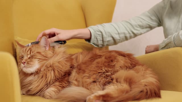 A Person Brushing the Cat's Fur