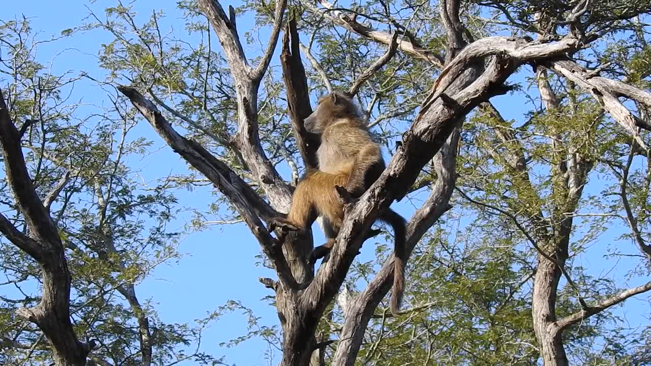 Baboon Scanning The Bush High In A Tree