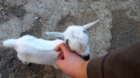 Happy baby goat