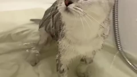 Kisa takes a bath for the fast time