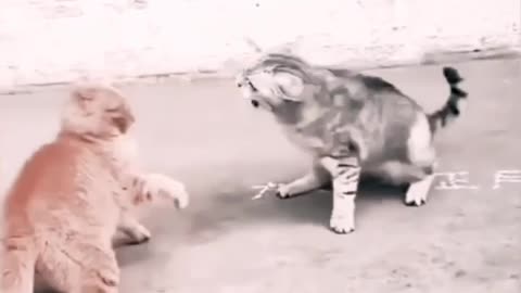 Funny Animals in action!!