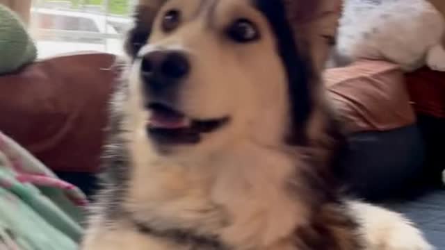 A cute dog