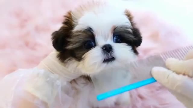 Cute puppy preparing for a walk