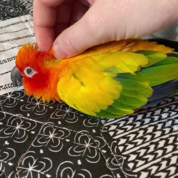 Parrot falling asleep getting scratches