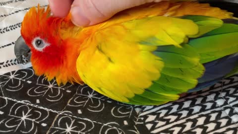 Parrot falling asleep getting scratches