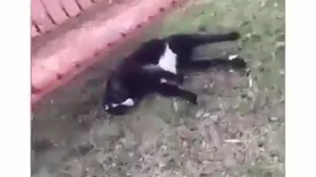 Funny moments - Animals also get scared