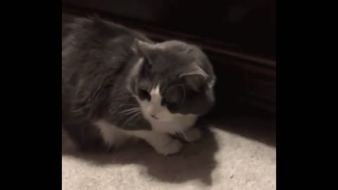Curb Your Cat Treat