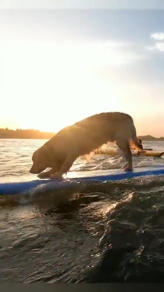 Dog Surfing on surfboard