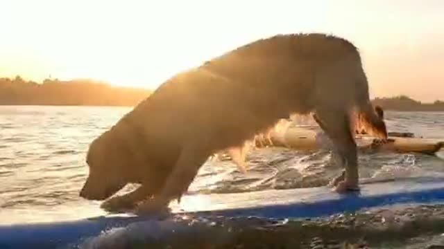 Dog Surfing on surfboard