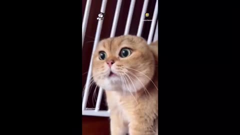 Prepare to Laugh: The Ultimate Collection of Side-Splitting Funny Videos
