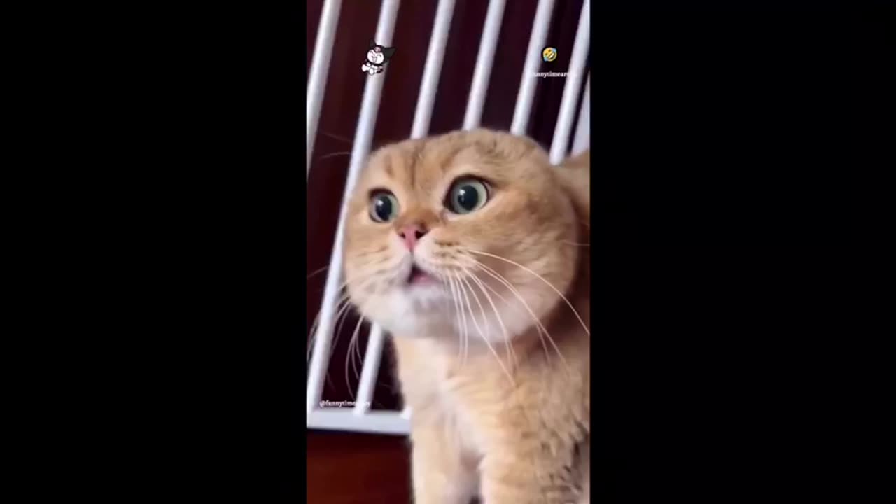 Prepare to Laugh: The Ultimate Collection of Side-Splitting Funny Videos
