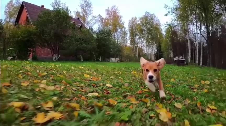 The dog is running towards you