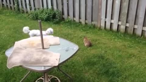 The rabbit was so strong that the dog couldn't catch it