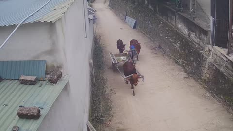 The scene of a Vietnamese farmer taking his cows to eat grass
