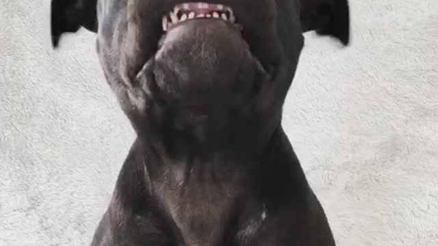 Music black dog with teeth out moving head left and right