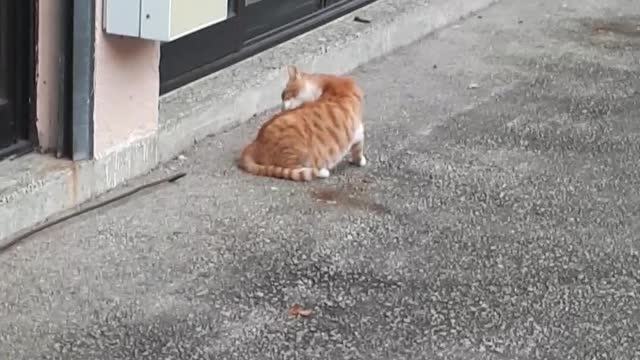 Cute Cheese Cat Grooming itself