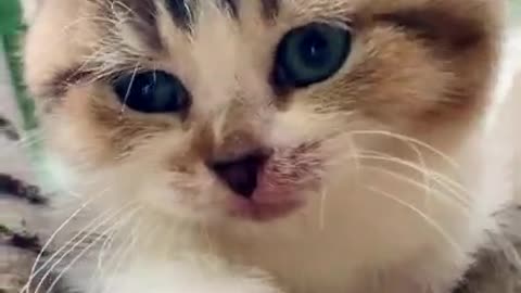 Cute cat video 😺😺😺