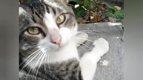 Cat on the stairs!