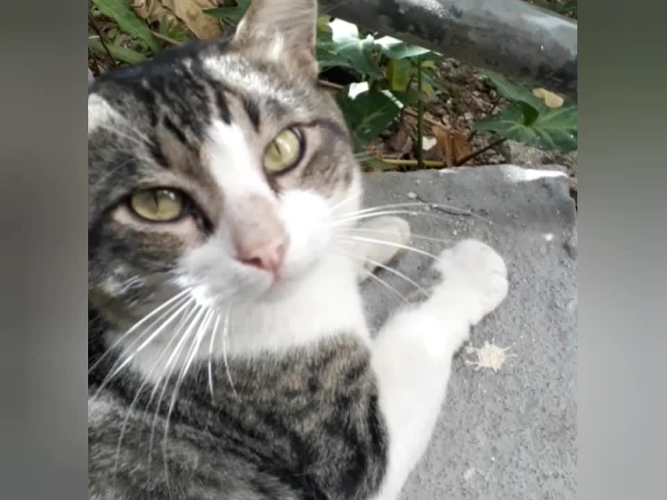 Cat on the stairs!