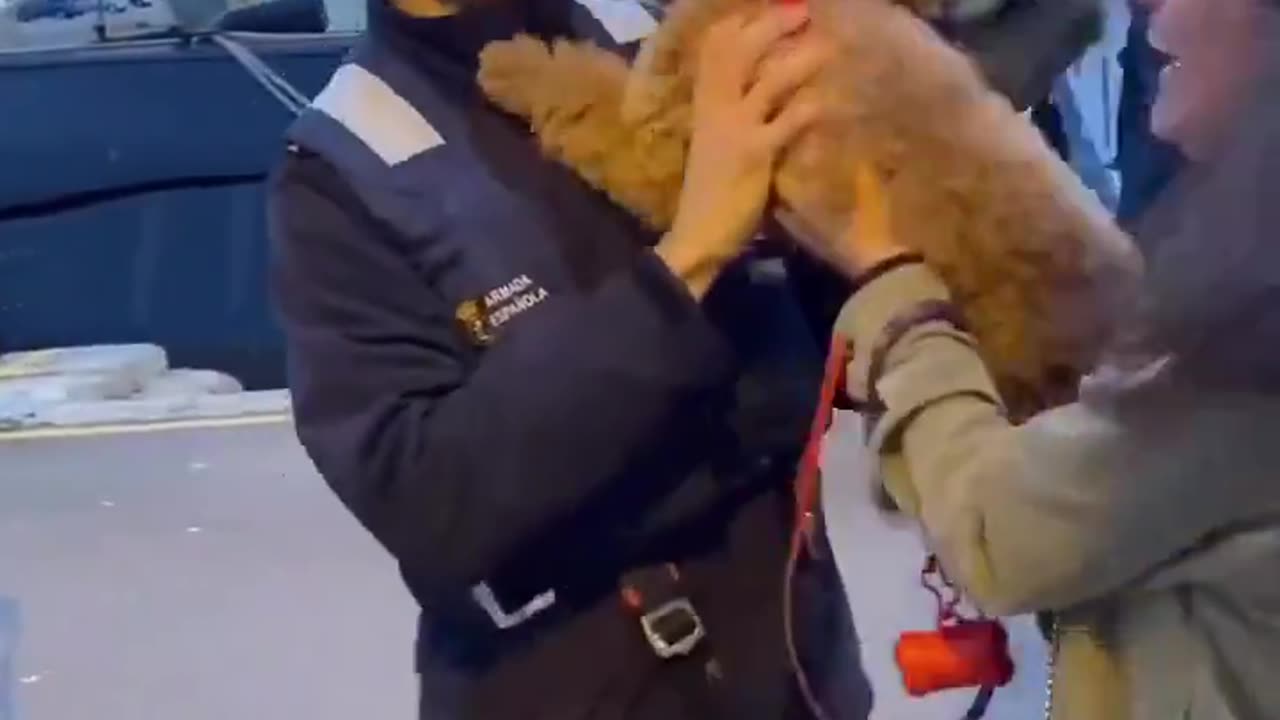 Puppy Goes Crazy His Boss Is Back