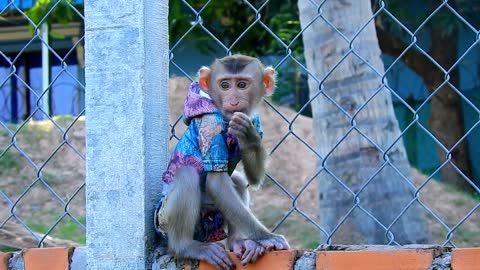 Adorable and Cute Monkey in dress