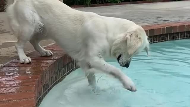 Funny dog compilation2#funny dog compilation