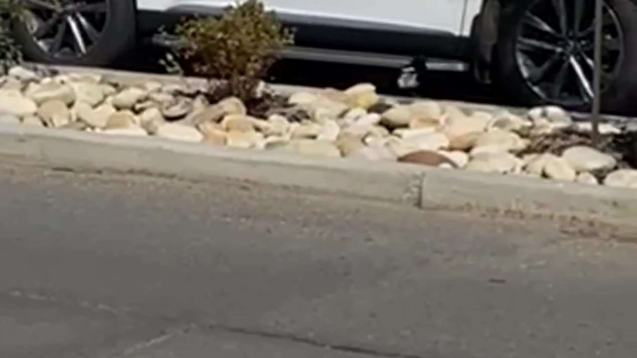 #short #magpie checking car body Costco #bird #birdsview #birdwatching #nature #animals #birdslover