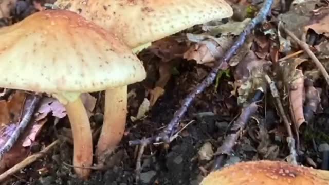 Beautiful Nature. Mushroom 🍄