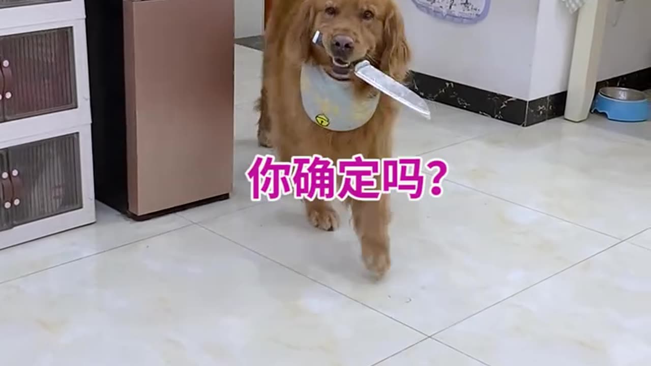 Funny dog😂