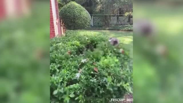 Funny animals