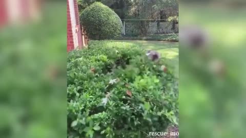 Funny animals