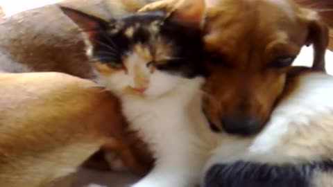 CAT AND DOG, INSEPARABLE FRIENDS