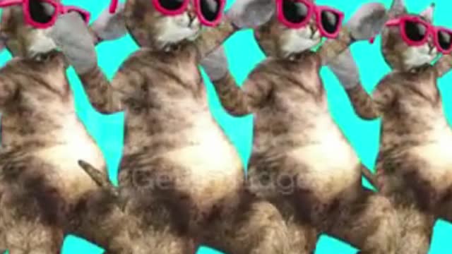 Cute Cats Dance