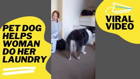 Pet dog helps women do her laundry in video