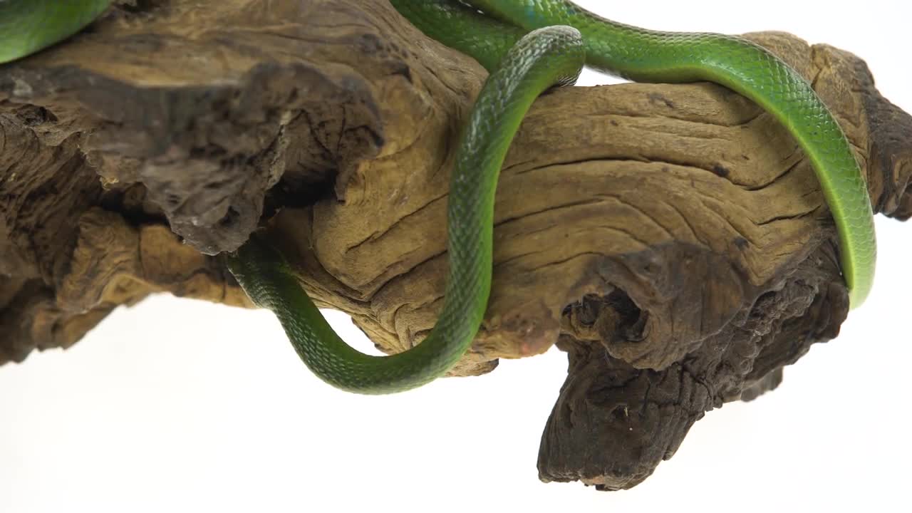 Green snake on Fallen Log