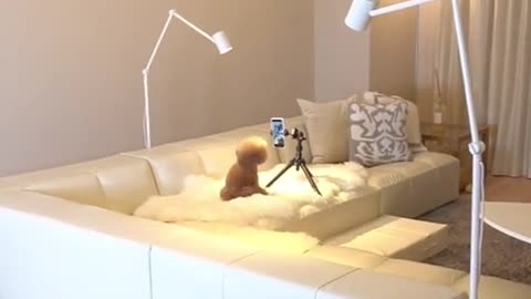 Funny Dogs, Have you ever seen a dog dancing to the tiktok tunes, hahaha