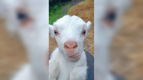 Funny Goat animals