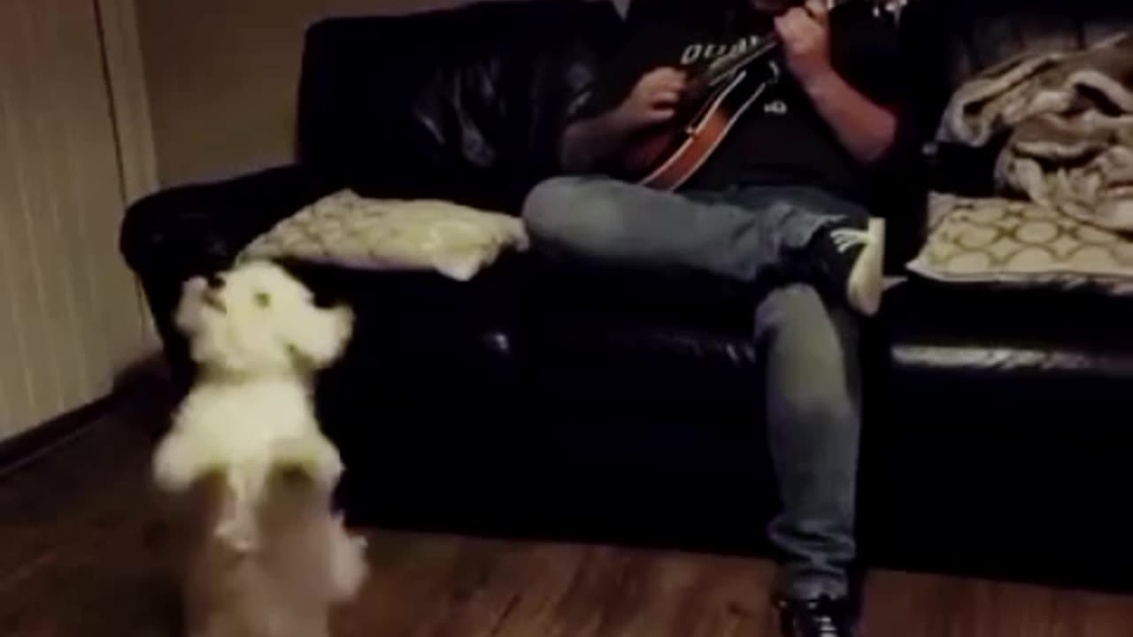 Very beautiful puppy dance