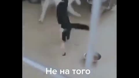 Funniest Animals | Best Of The 2024 Funny Animal Videos😂 | Cutest Animals Ever