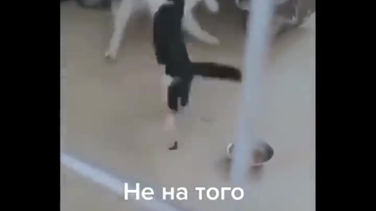Funniest Animals | Best Of The 2024 Funny Animal Videos😂 | Cutest Animals Ever