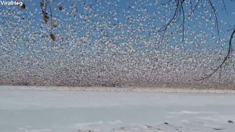 Blizzard of Snow Geese