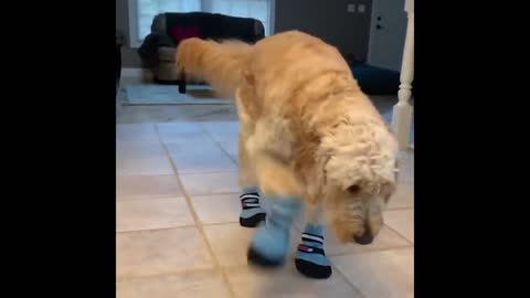 Cute and Funny Cat Dog