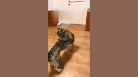 Cat vs dog