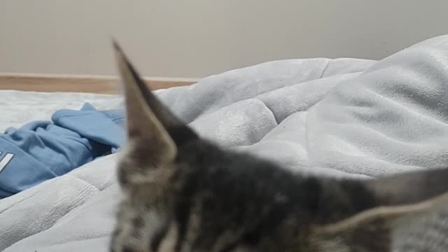 A kitten that bites my finger