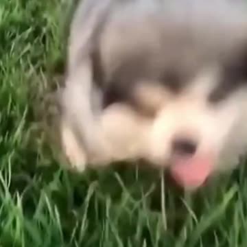Best 2021-Try not to Laugh Cutest Kittens & Pups