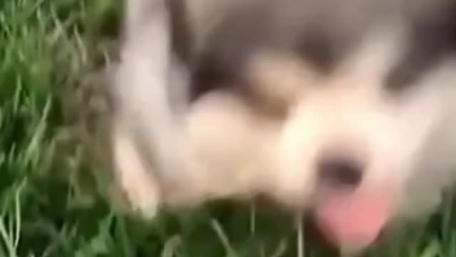 Best 2021-Try not to Laugh Cutest Kittens & Pups