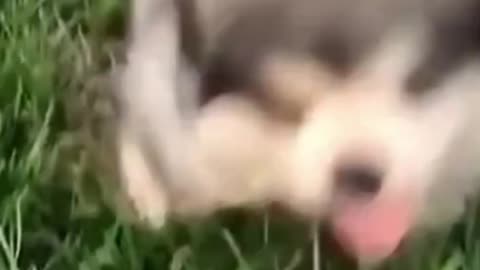 Best 2021-Try not to Laugh Cutest Kittens & Pups