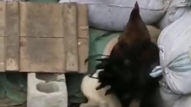 Funny Animal Fights #The Fight between Chicken and Dog