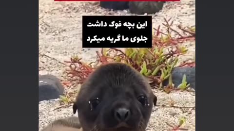 Animals are wishes.
