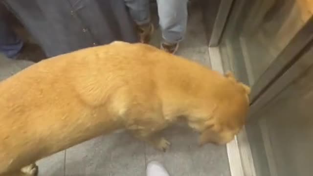 infu's dog repair song in this dog star people repair dogs
